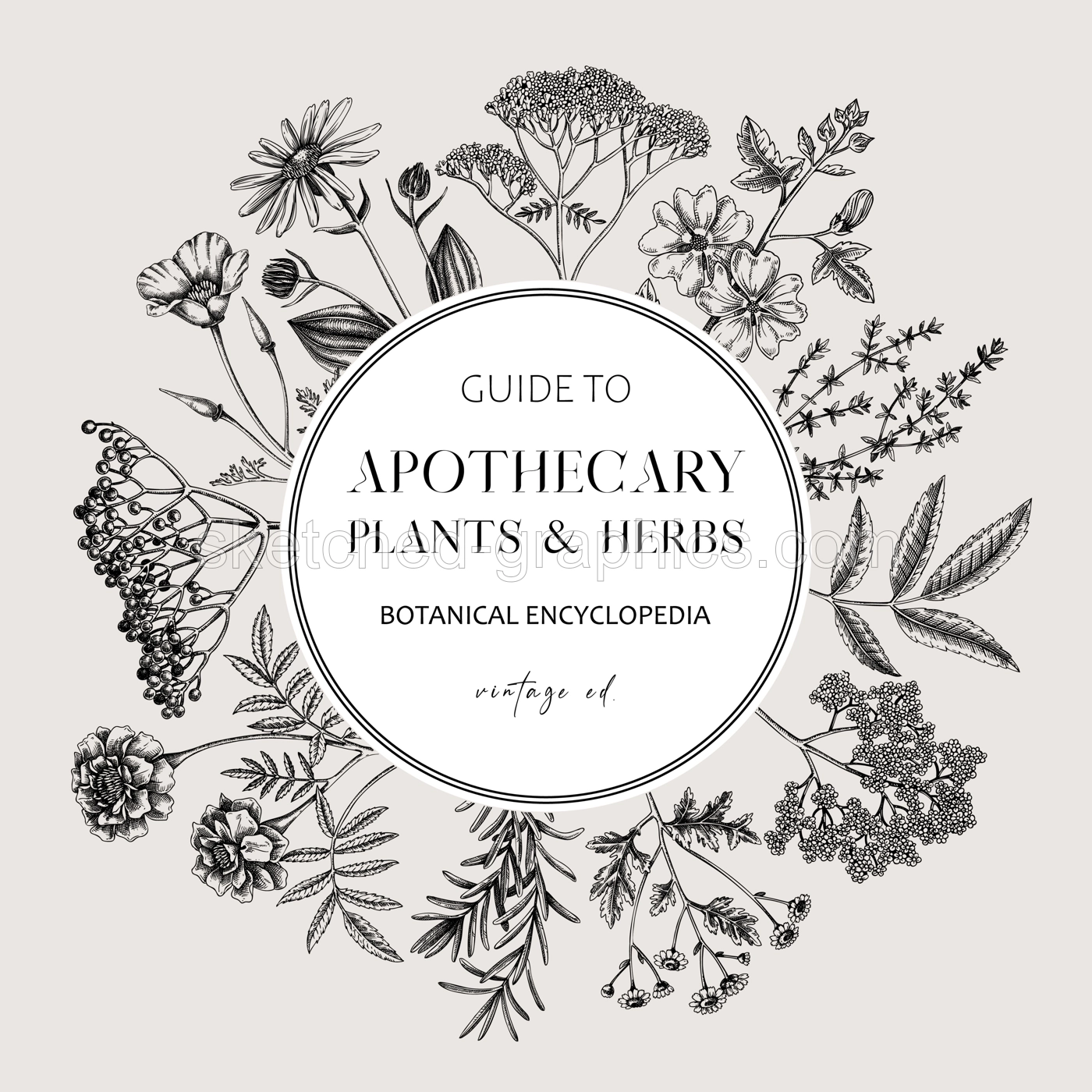 Apothecary plant frame design. Witchcraft background. Herbal remedies, medicinal plant, witch herbs, natural medicine hand-drawn vector illustration. Vinatge card template. NOT AI genereted Illustration